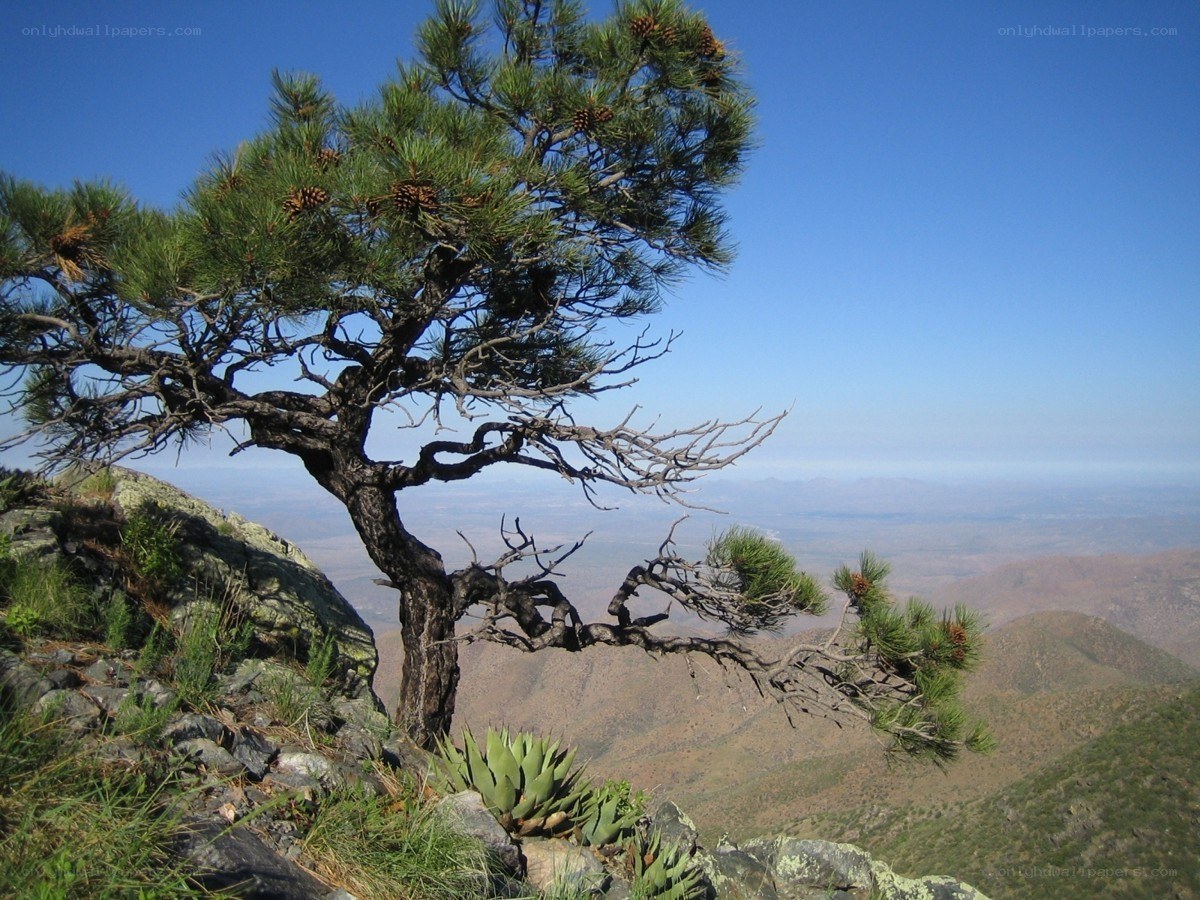 Pine tree on a mountain peak