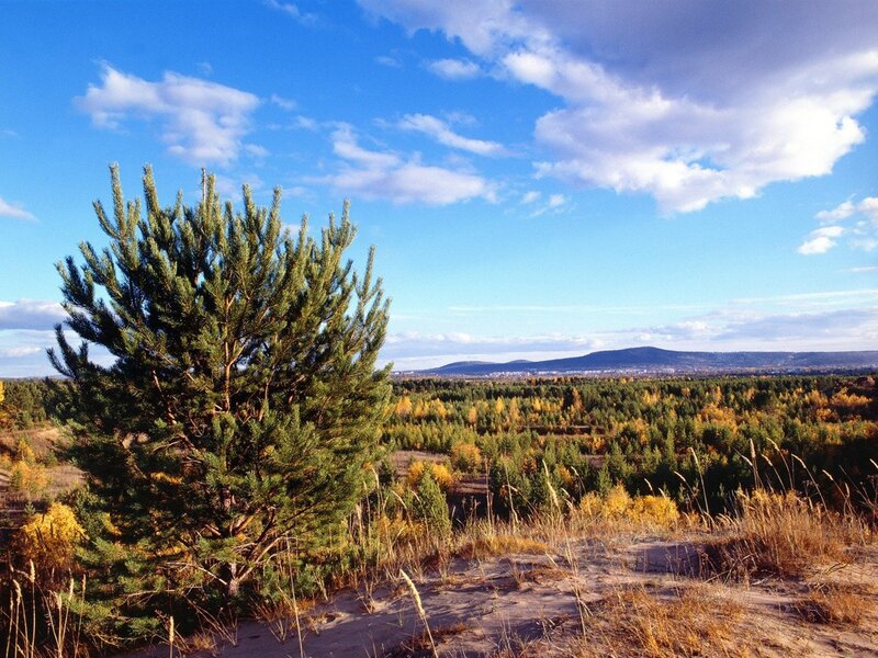 Pine tree on a sandy hill