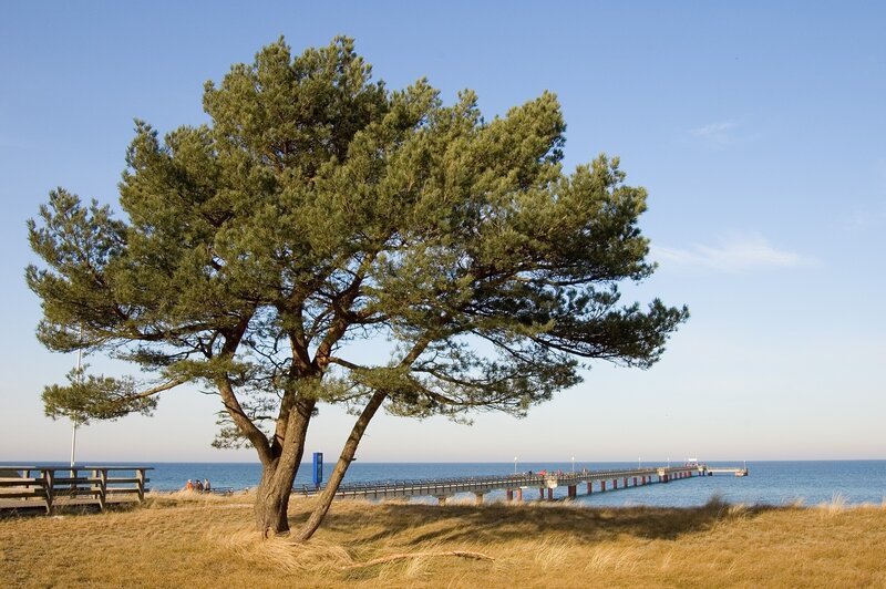 Pine Tree on Beach — Blue