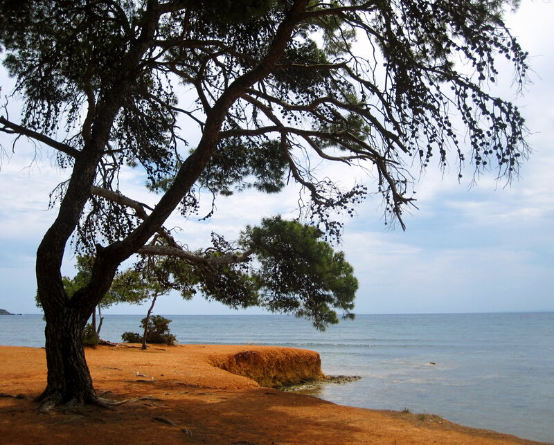 Pine Tree on Beach