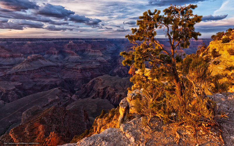 Pine Tree on Canyon Edge — Orange, Dramatic