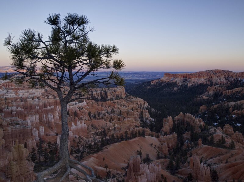 Pine Tree on Canyon Edge — Orange, Serene
