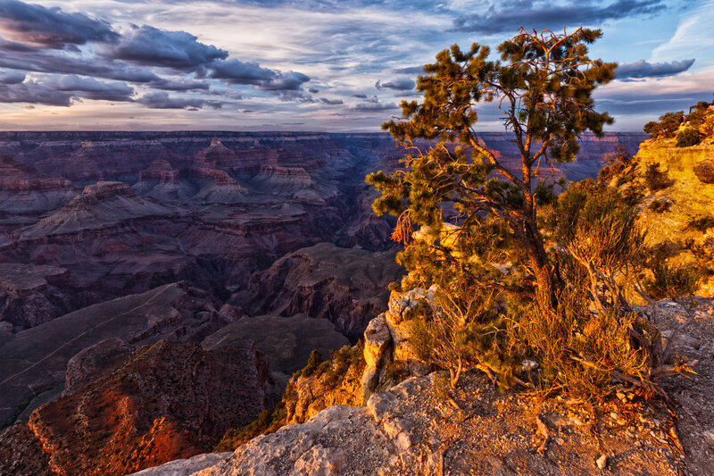 Pine Tree on Canyon Edge — Orange