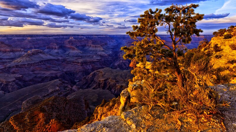 Pine Tree on Canyon Edge