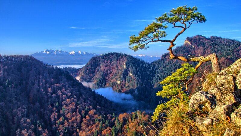 Pine Tree on Cliff — Blue, Serene, Morning