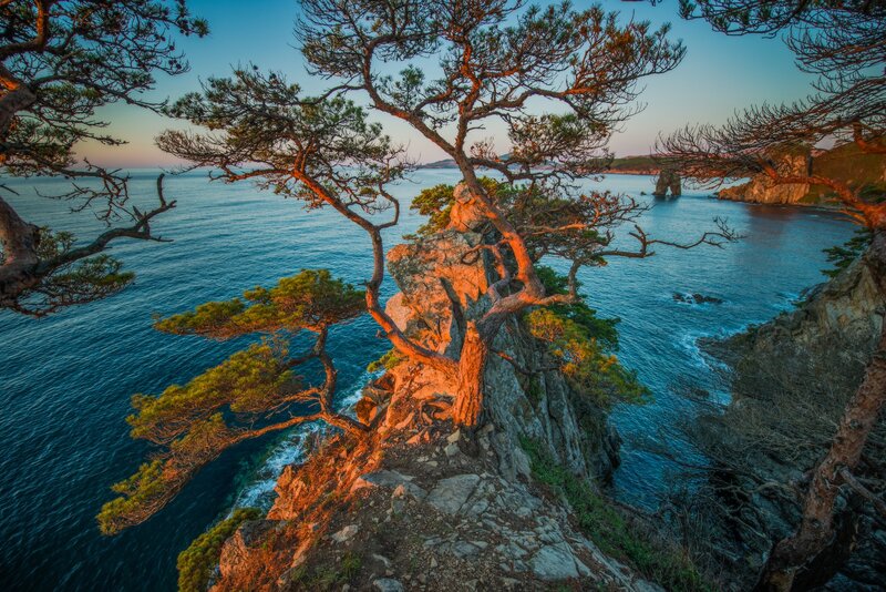Pine Tree on Cliff — Blue, Serene, Sunset, Photograph