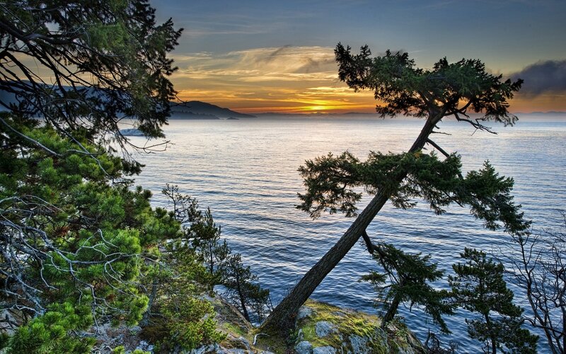 Pine Tree on Cliff — Blue, Serene, Sunset