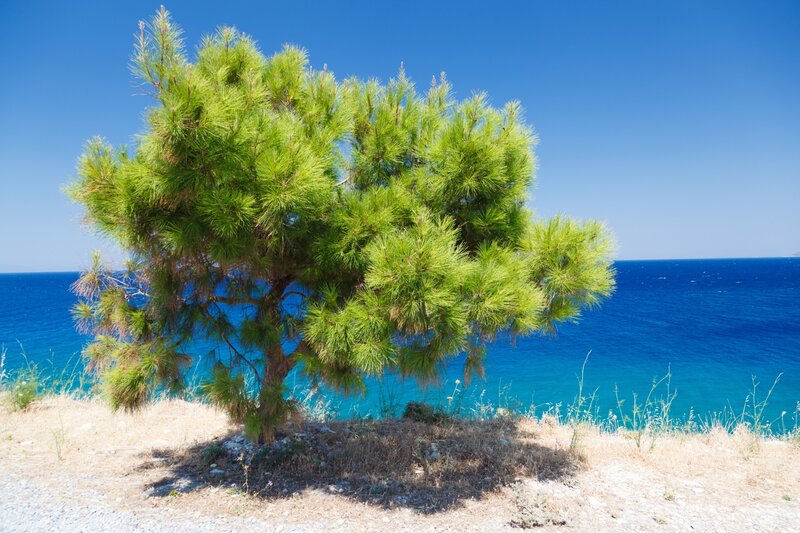Pine Tree on Cliff — Blue, Serene