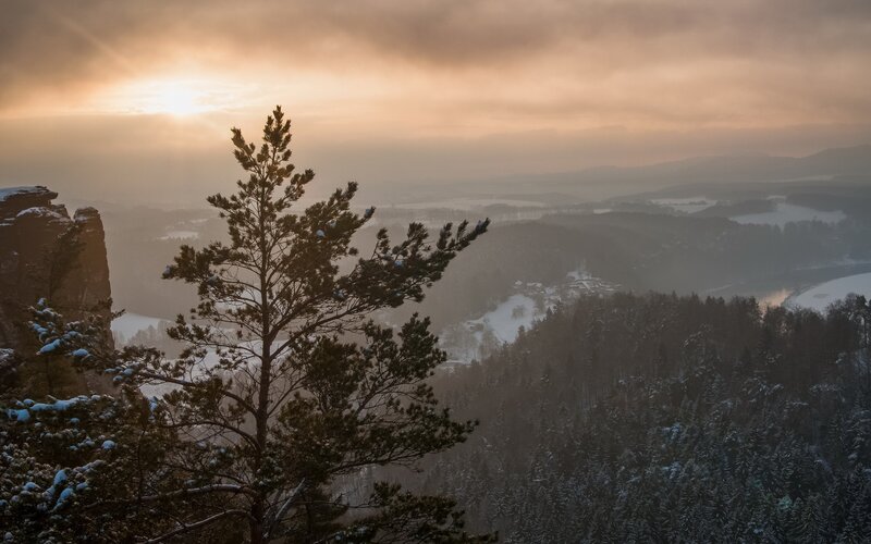Pine Tree on Cliff — Brown