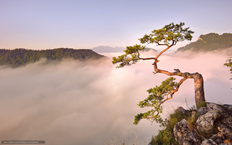 Pine Tree on Cliff — Green, Serene
