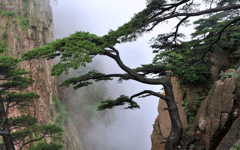 Pine Tree on Cliff — Green