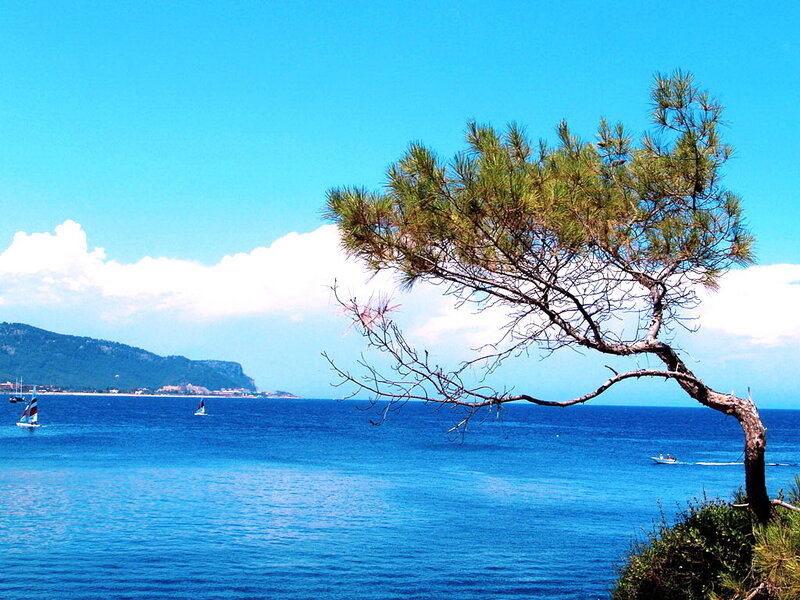 Pine Tree on Cliff