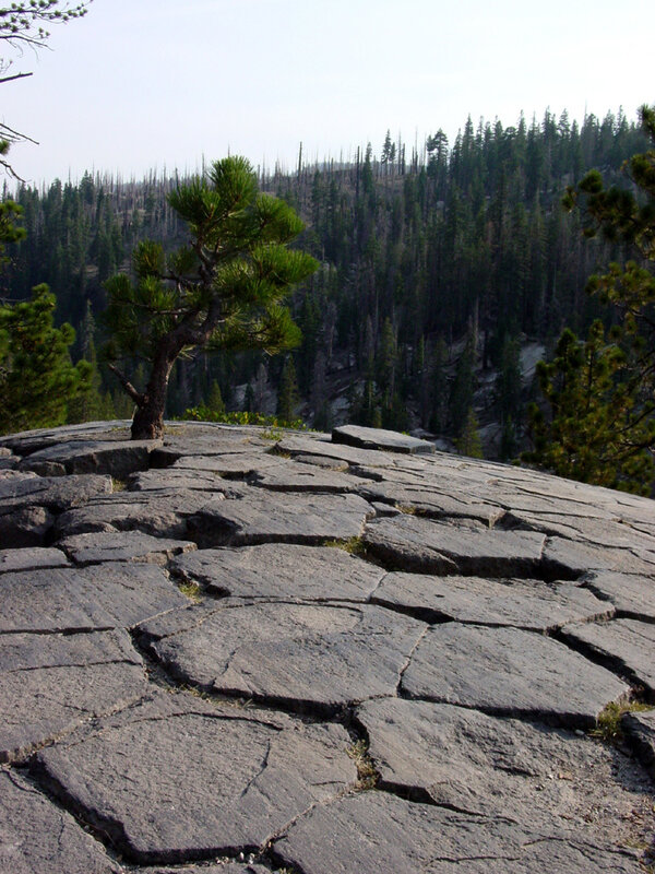 Pine tree on cracked rock