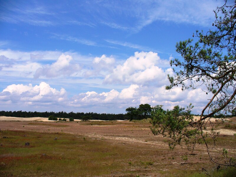 Pine Tree on Dunes