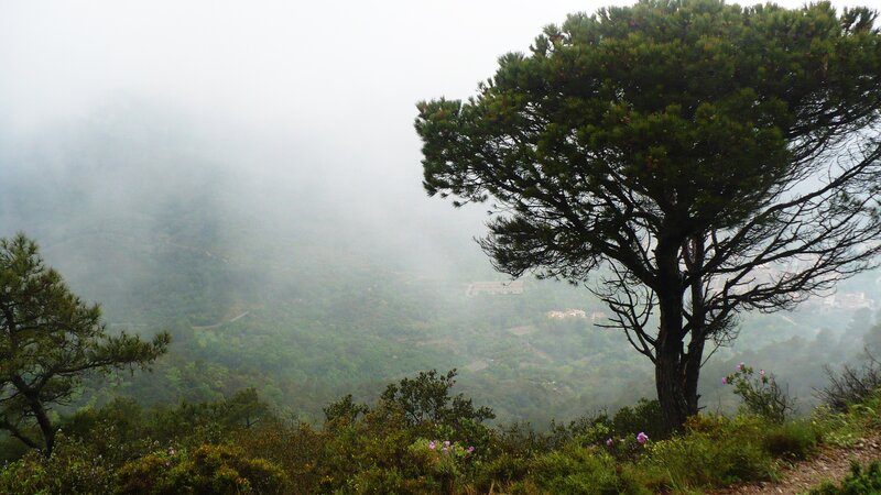 Pine Tree on Hillside — Green, Misty