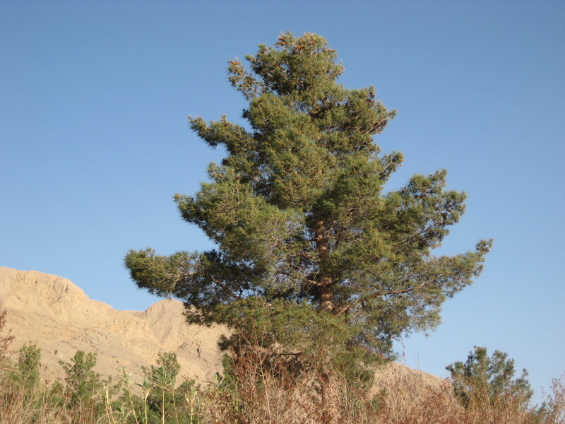 Pine Tree on Hillside