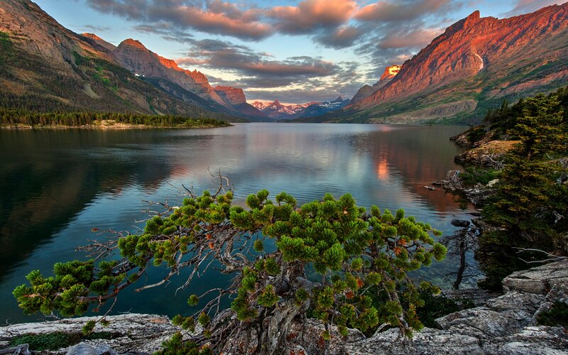 Pine Tree on Lake Shore — Green