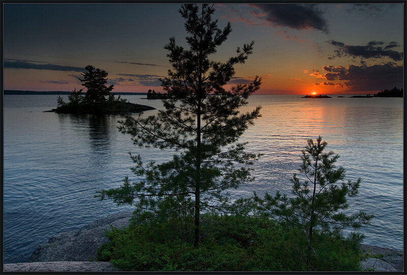 Pine Tree on Lake Shore