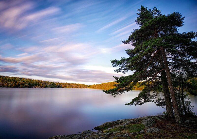 Pine Tree on Lakeshore — Blue