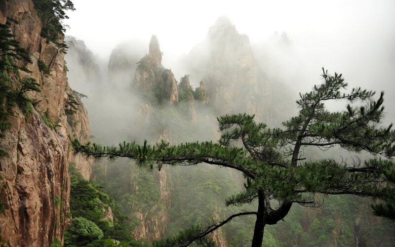 Pine Tree on Mountain — Green, Misty, Photograph