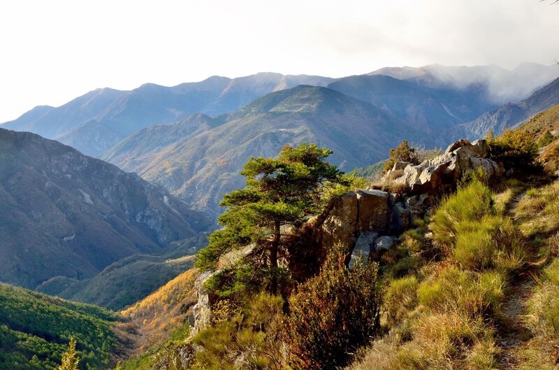 Pine Tree on Mountain — Green, Serene, Afternoon