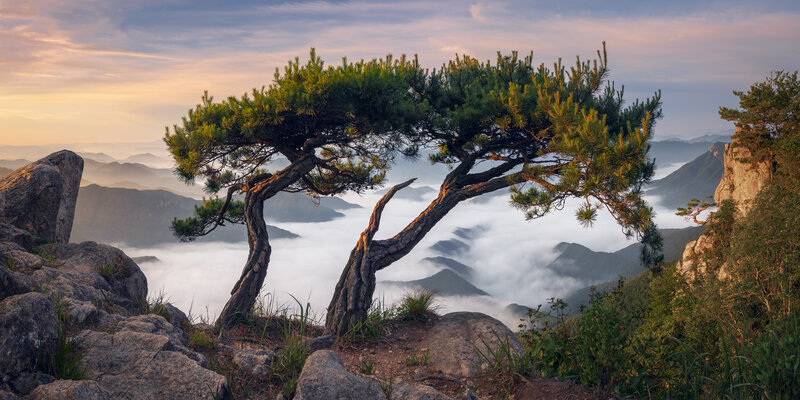 Pine Tree on Mountain — Green, Serene