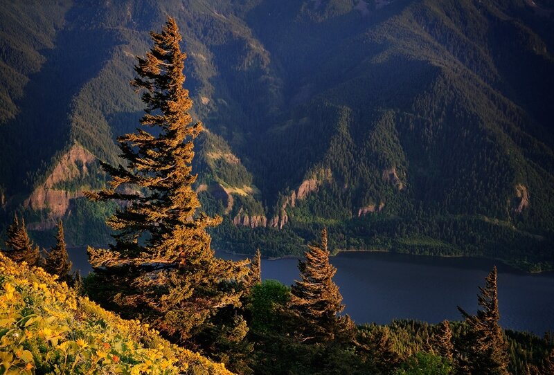 Pine Tree on Mountain — Green