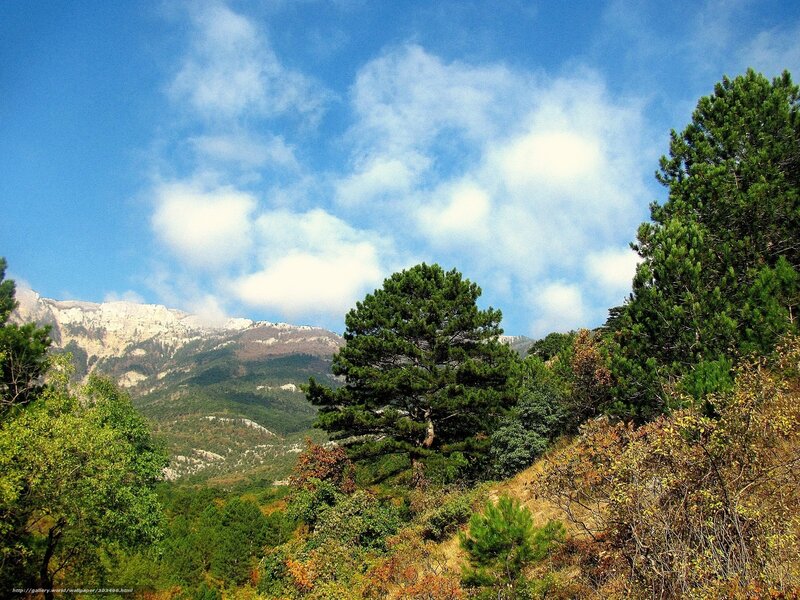 Pine Tree on Mountainside