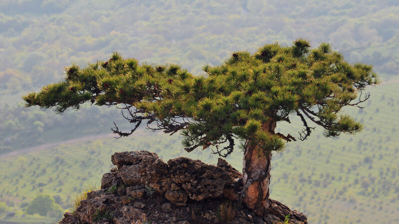 Pine Tree on Rock