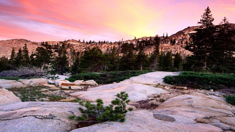 Pine Tree on Rocks