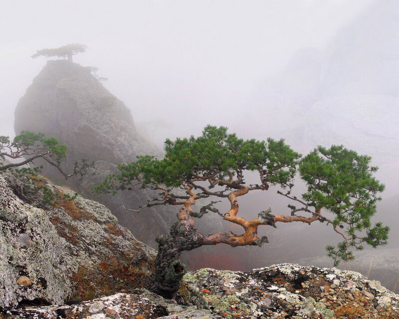 Pine Tree on Rocky Cliff — Green, Misty