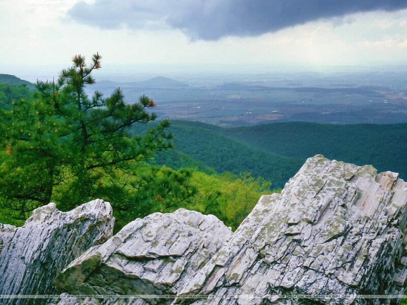 Pine Tree on Rocky Cliff — Green