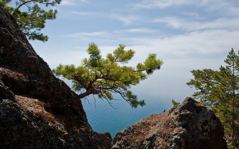 Pine tree on rocky cliff overlooking lake