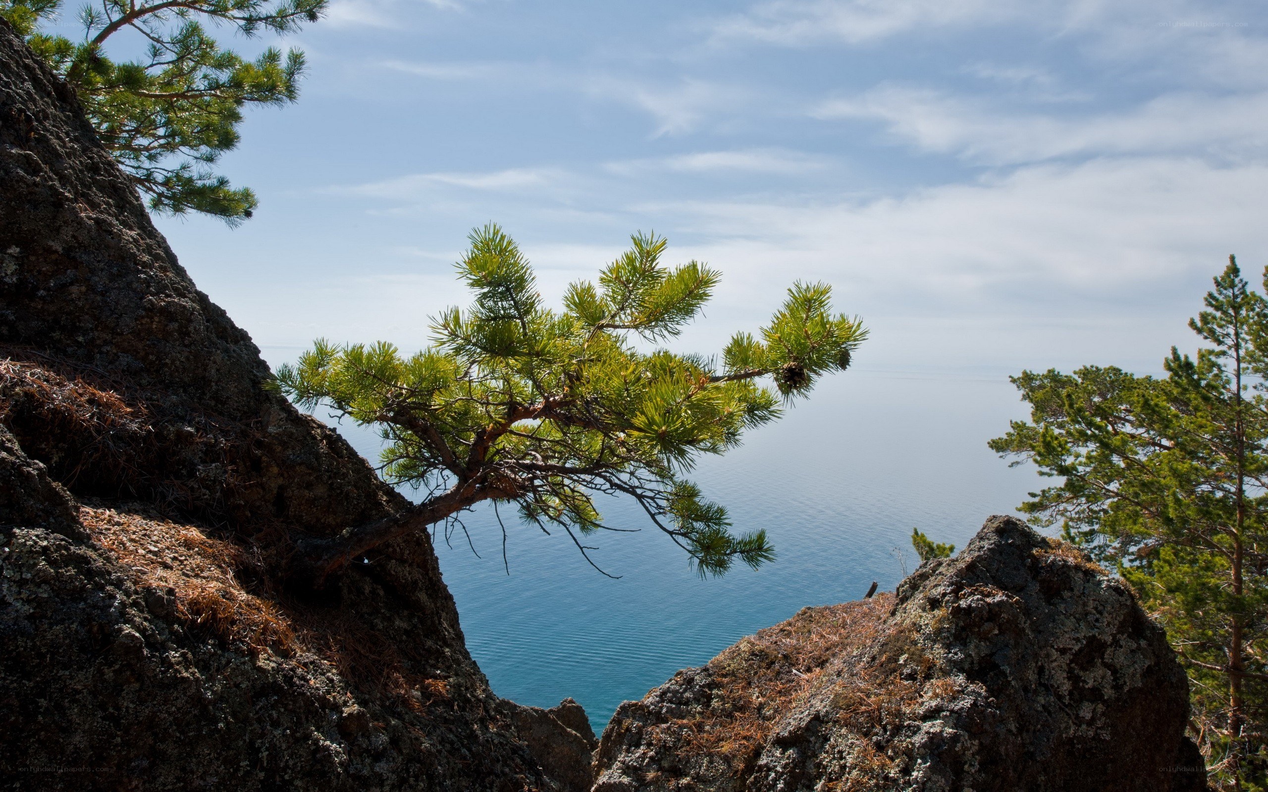 Pine tree on rocky cliff overlooking lake