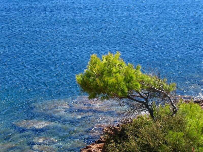 Pine tree on rocky cliff