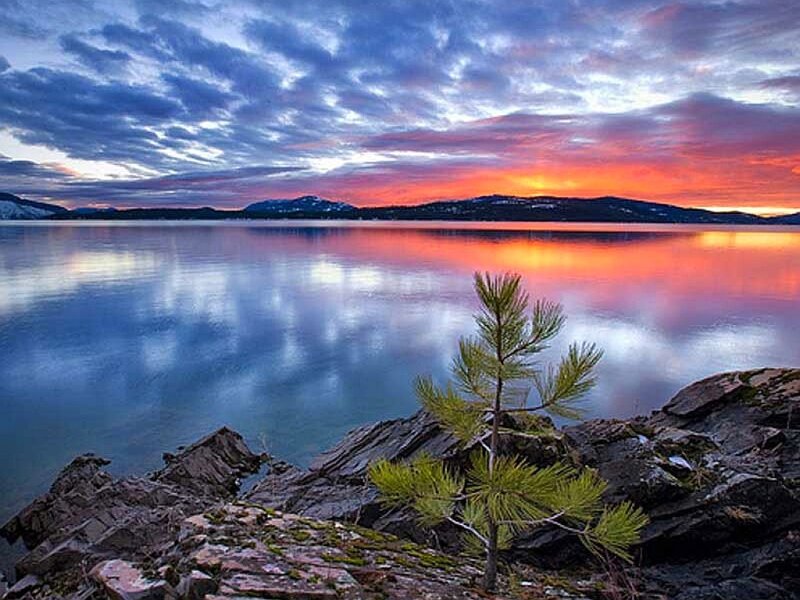 Pine Tree on Rocky Shore — Blue, Serene, Sunset, Photograph