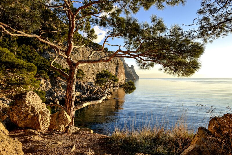 Pine Tree on Rocky Shore — Blue, Serene, Sunset