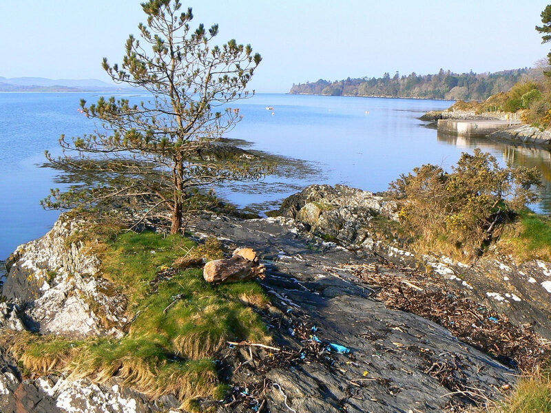 Pine Tree on Rocky Shore — Blue, Serene