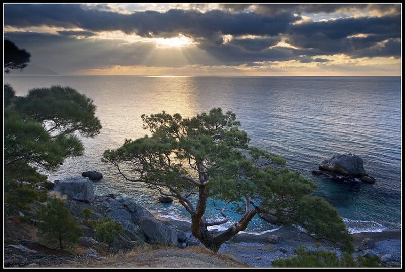 Pine Tree on Rocky Shore — Blue