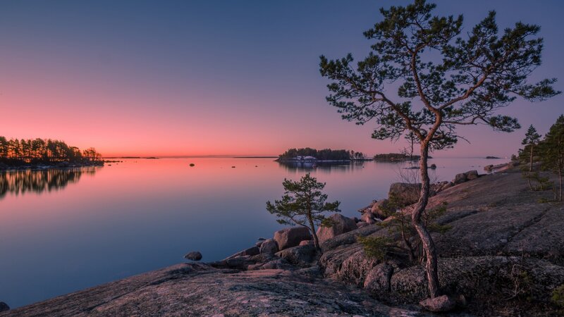 Pine Tree on Rocky Shore — Pink