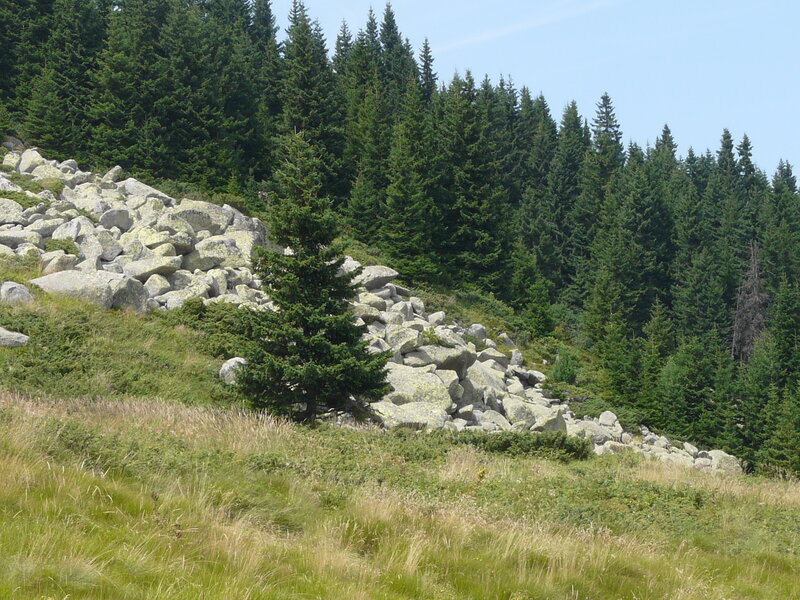 Pine Tree on Rocky Slope