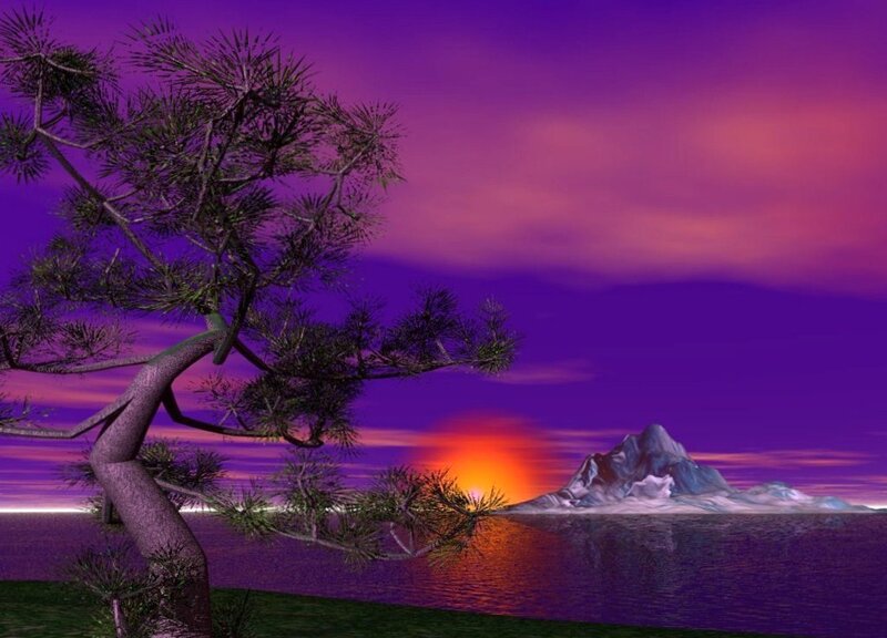 Pine Tree on Shore