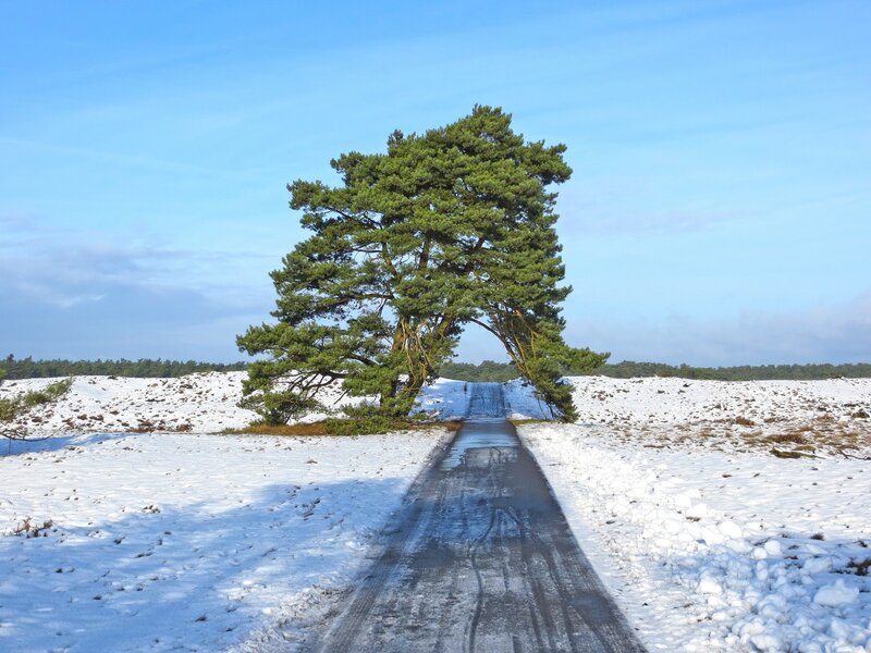 Pine Tree on Snowy Road — Blue