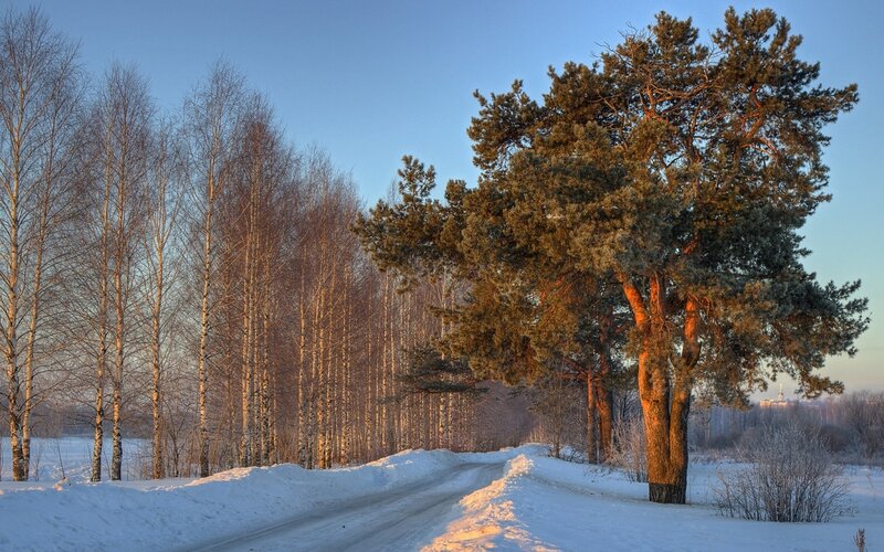 Pine Tree on Snowy Road
