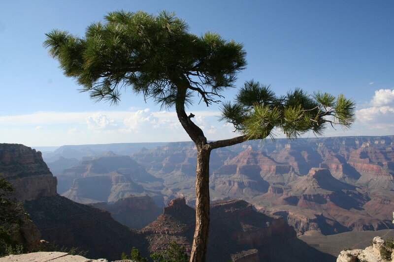 Pine tree on the Grand Canyon rim
