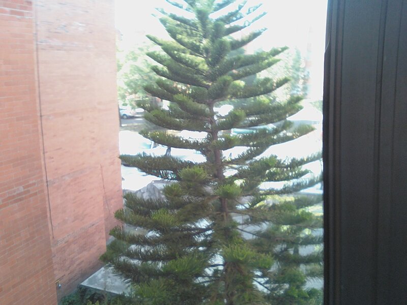 Pine Tree Outside Window