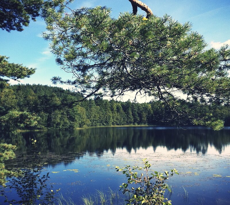 Pine tree over a calm lake