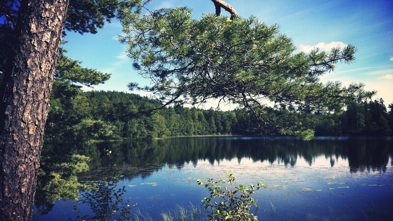 Pine tree over a calm lake