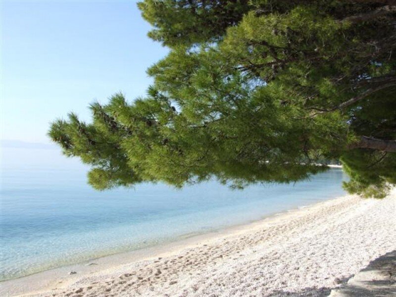 Pine Tree over Beach