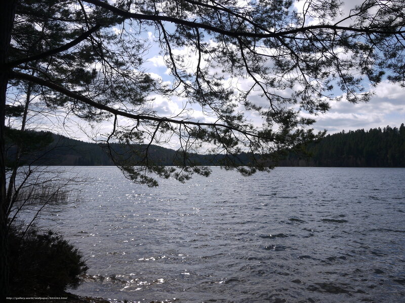 Pine Tree over Lake — Blue, Serene